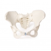 Erler-Zimmer Anatomical Pelvis Model with Sacrum (Female)